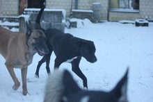 JUNA, Hund, Mischlingshund in Grebenhain - Bild 19