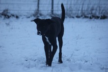 JUNA, Hund, Mischlingshund in Grebenhain - Bild 2