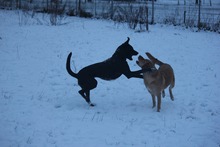 JUNA, Hund, Mischlingshund in Grebenhain - Bild 20