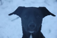 JUNA, Hund, Mischlingshund in Grebenhain - Bild 5