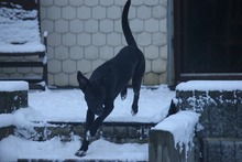 JUNA, Hund, Mischlingshund in Grebenhain - Bild 6
