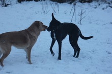 JUNA, Hund, Mischlingshund in Grebenhain - Bild 7