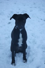 JUNA, Hund, Mischlingshund in Grebenhain - Bild 9