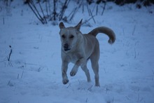 PAUL, Hund, Mischlingshund in Grebenhain - Bild 11