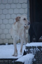 PAUL, Hund, Mischlingshund in Grebenhain - Bild 13