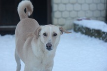 PAUL, Hund, Mischlingshund in Grebenhain - Bild 14