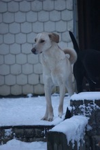 PAUL, Hund, Mischlingshund in Grebenhain - Bild 16