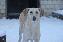 PAUL, Hund, Mischlingshund in Grebenhain - Bild 2