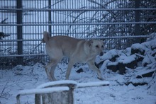 PAUL, Hund, Mischlingshund in Grebenhain - Bild 3