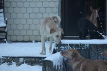 PAUL, Hund, Mischlingshund in Grebenhain - Bild 4
