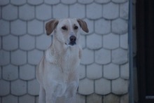 PAUL, Hund, Mischlingshund in Grebenhain - Bild 6