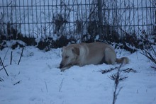 PAUL, Hund, Mischlingshund in Grebenhain - Bild 7
