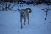 PAUL, Hund, Mischlingshund in Grebenhain - Bild 8