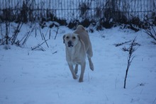 PAUL, Hund, Mischlingshund in Grebenhain - Bild 9