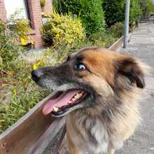 BARRO, Hund, Mischlingshund in Burgdorf - Bild 3