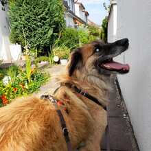 BARRO, Hund, Mischlingshund in Burgdorf - Bild 5