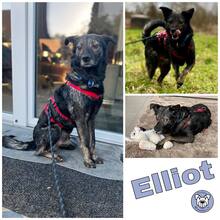 ELLIOT, Hund, Mischlingshund in Limburg