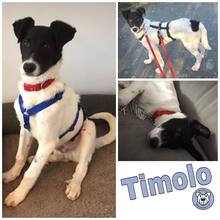 TIMOLO, Hund, Mischlingshund in Ratekau