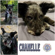 CHANELLE, Hund, Mischlingshund in Wandlitz