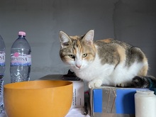 MASHA, Katze, Europäisch Kurzhaar in Rumänien - Bild 6