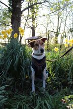SMILLA, Hund, Terrier-Mix in Erkelenz - Bild 19