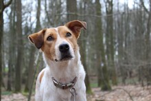 SMILLA, Hund, Terrier-Mix in Erkelenz - Bild 8