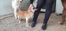 WILLY, Hund, Mischlingshund in Italien - Bild 4