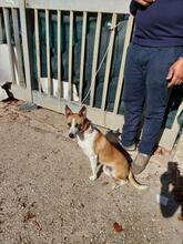 WILLY, Hund, Mischlingshund in Italien - Bild 9
