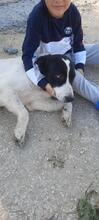 FATIMA, Hund, Maremmano in Italien - Bild 12
