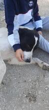 FATIMA, Hund, Maremmano in Italien - Bild 13