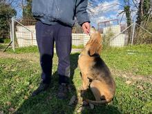 ENNIO, Hund, Segugio Italiano in Kleve - Bild 38