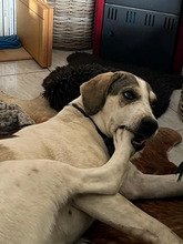 ZOI, Hund, Mischlingshund in Griechenland - Bild 1
