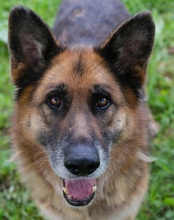 LOIC, Hund, Mischlingshund in Kroatien