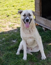 DEXTER, Hund, Mischlingshund in Kroatien