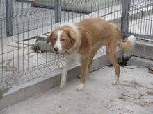 JERRY, Hund, Mischlingshund in Bulgarien - Bild 2