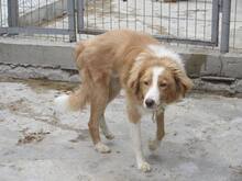 JERRY, Hund, Mischlingshund in Bulgarien - Bild 3