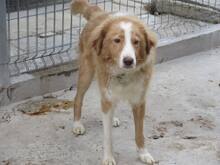 JERRY, Hund, Mischlingshund in Bulgarien - Bild 4