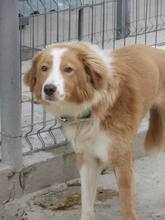 JERRY, Hund, Mischlingshund in Bulgarien - Bild 7