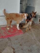 JERRY, Hund, Mischlingshund in Bulgarien - Bild 8