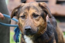 SHANE, Hund, Mischlingshund in Rumänien - Bild 1