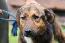 SHANE, Hund, Mischlingshund in Rumänien - Bild 2