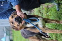 SHANE, Hund, Mischlingshund in Rumänien - Bild 3