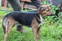 SHANE, Hund, Mischlingshund in Rumänien - Bild 4
