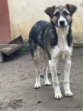 ROMEO, Hund, Mischlingshund in Rumänien - Bild 10