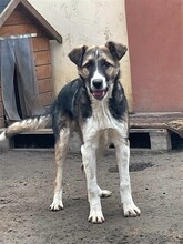 ROMEO, Hund, Mischlingshund in Rumänien - Bild 11