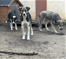 ROMEO, Hund, Mischlingshund in Rumänien - Bild 12