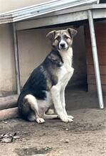ROMEO, Hund, Mischlingshund in Rumänien - Bild 14