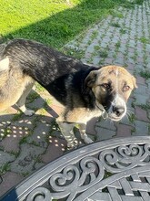 ROMEO, Hund, Mischlingshund in Rumänien - Bild 5