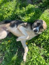 ROMEO, Hund, Mischlingshund in Rumänien - Bild 6