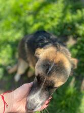 ROMEO, Hund, Mischlingshund in Rumänien - Bild 7